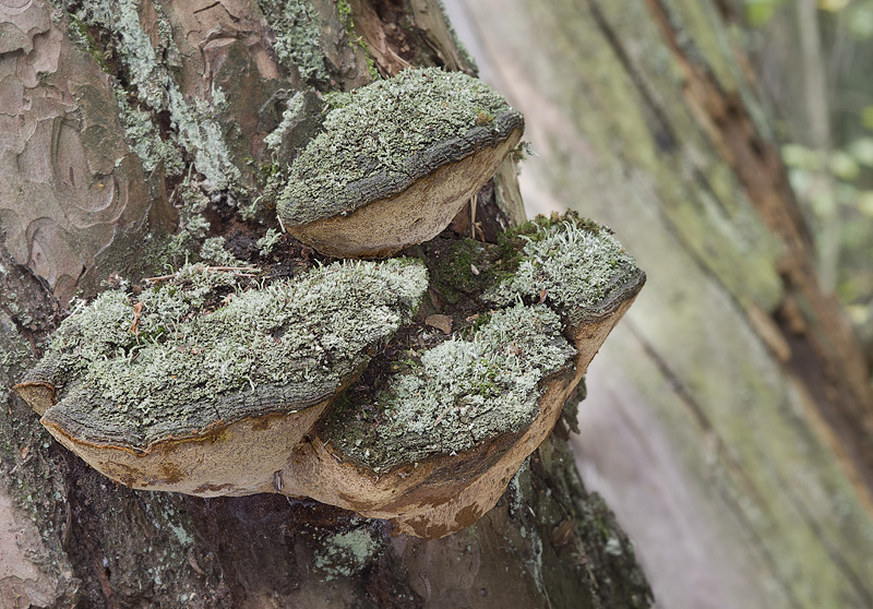 Phellinus pini